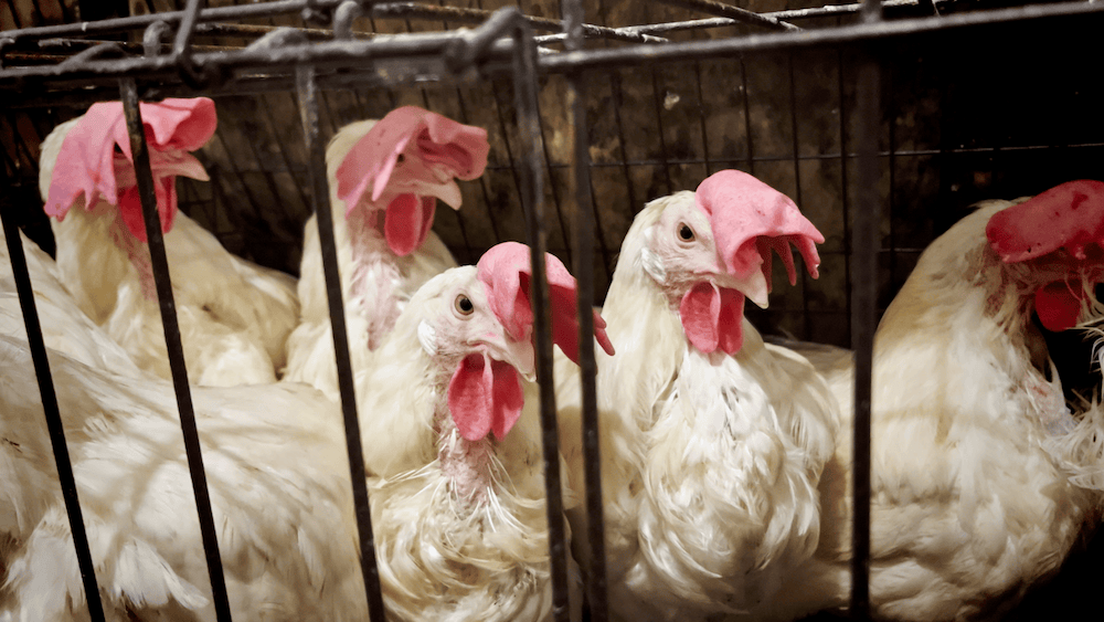 Hen in battery cages at Sobeys egg supplier.