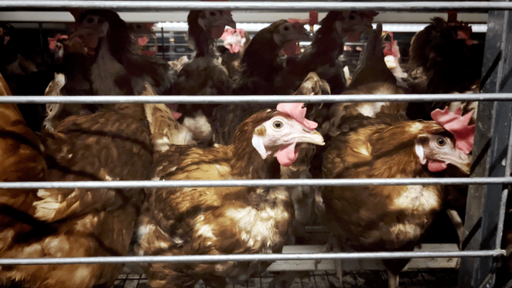 Tell Sobeys to Keep Promise & Go Cage-Free