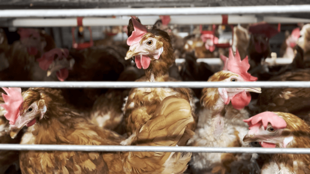 Hens in enriched cages at Sobeys egg supplier.