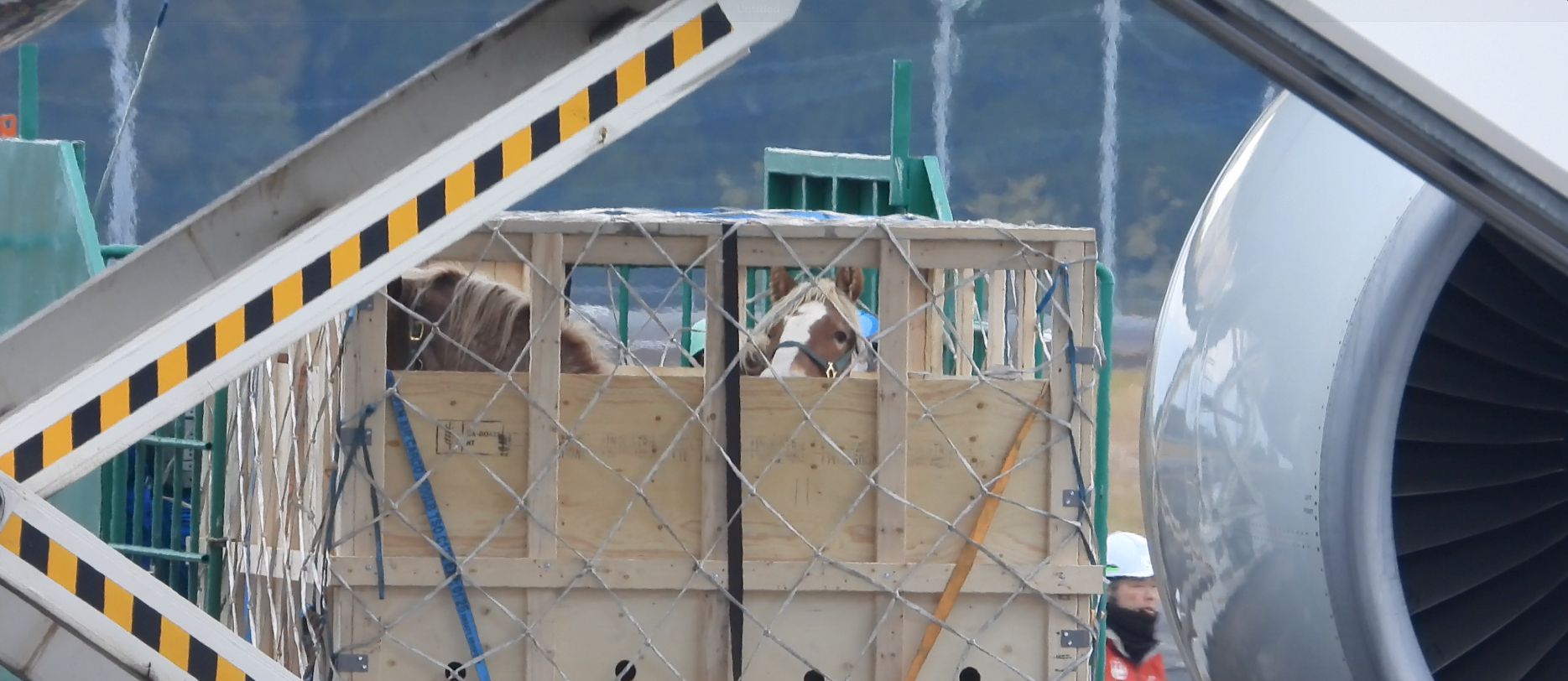 Horse in wooden crate being loaded onto plane for live export from Canada to Japan