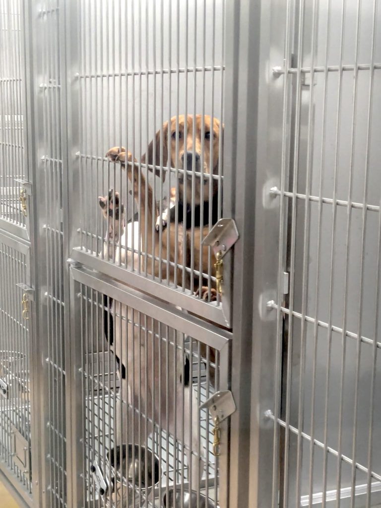 St Joseph's hospital dogs used in experiments