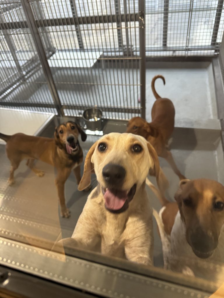 St Joseph's hospital dogs used in experiments