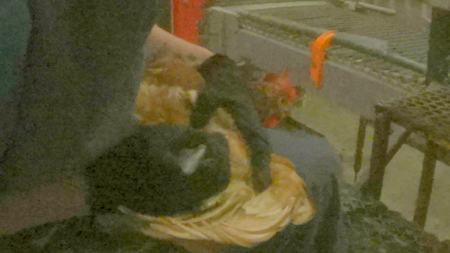 A worker sits with a hen restrained on their lap, holding her by one wing while using a small blade to cut the other wing to collect blood for disease monitoring.