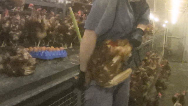 A worker in a free-range egg barn restrains a hen and manually breaks her neck after deeming her too sick to remain in the flock. Many other hens can be seen crowded in the background.