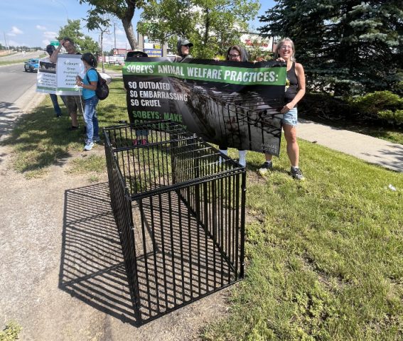 Supporters with sign: Sobeys' Animal Welfare Practices - So Outdated, So Embarrassing, So Cruel" in front of cage