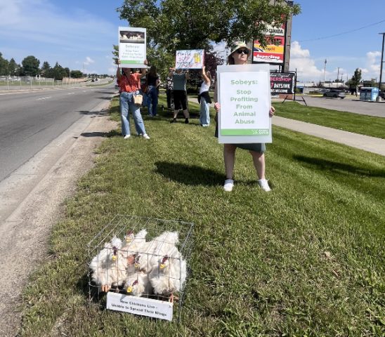 Supporters in with signs, one reads: Sobeys: Stop Profiting From Animal Abuse