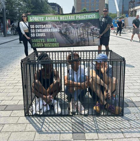 3 Volunteers "Braving the Cage" in front of sign: Sobeys' Animal Welfare Practices: So Outdated, So Embarrassing, So Cruel