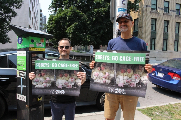 Representing Animal Justice: Pierre and Mark holding signs "Sobeys: Go Cage-Free"