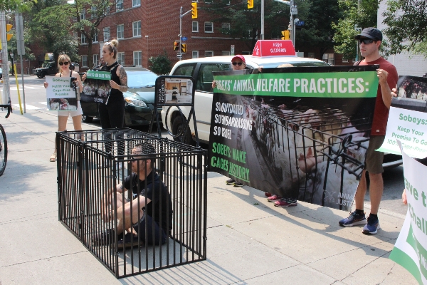 Supporter "Braving the Cage"