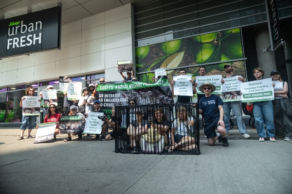 Volunteer "Braving the Cage" along with supporters holding signs in front of Sobeys
