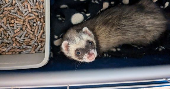 Dozens of Ferrets Saved From Cruel Manitoba Ferret Mill, But Owner Still Selling Animals