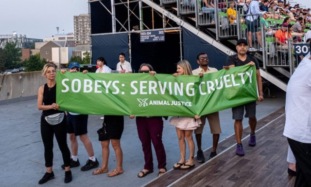 Supporters hold sign, front-facing: Sobeys: Serving Cruelty