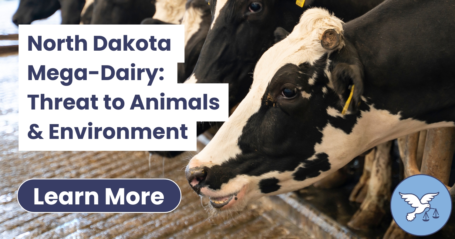 North Dakota Mega-Dairy: Threat to Animals & Environment