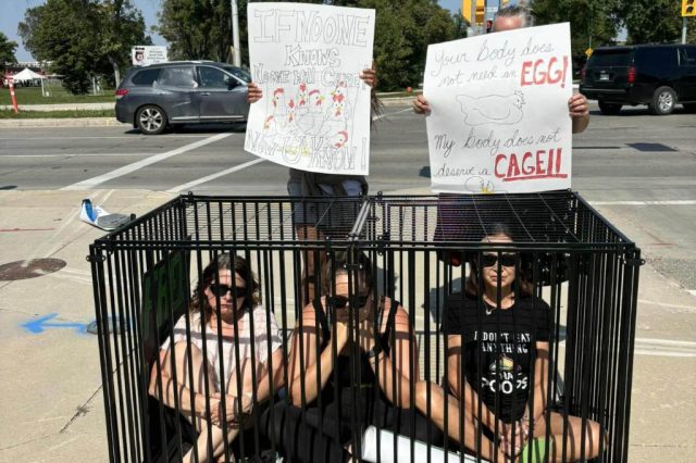 Demonstrators from Animal Justice showing that Canadians don’t support Sobeys’ cage cruelty.