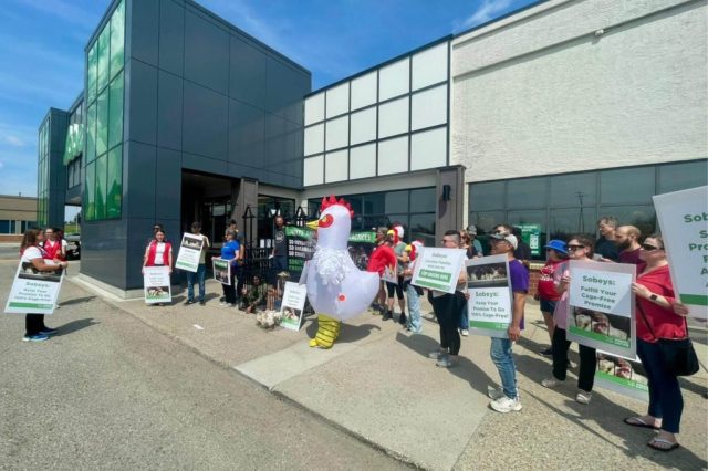 Demonstrators from Animal Justice showing that Canadians don’t support Sobeys’ cage cruelty.