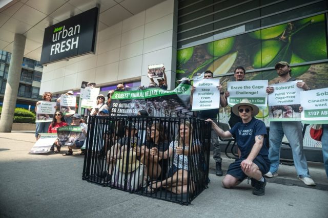 Demonstrators from Animal Justice showing that Canadians don’t support Sobeys’ cage cruelty.