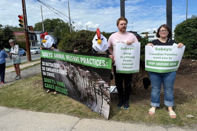 Demonstrators from Animal Justice showing that Canadians don’t support Sobeys’ cage cruelty.