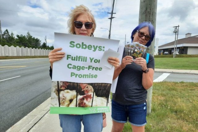 Demonstrators from Animal Justice showing that Canadians don’t support Sobeys’ cage cruelty.