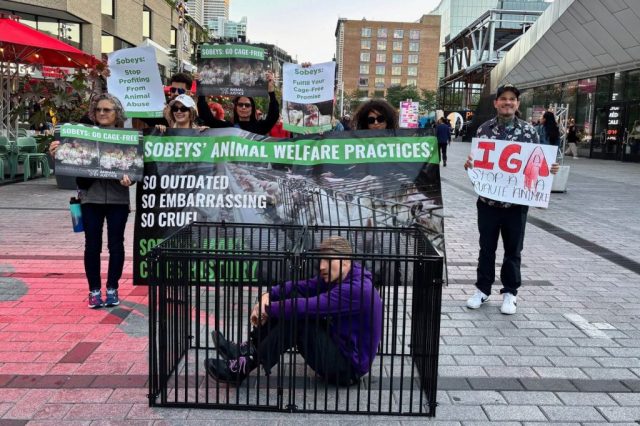 Demonstrators from Animal Justice showing that Canadians don’t support Sobeys’ cage cruelty.