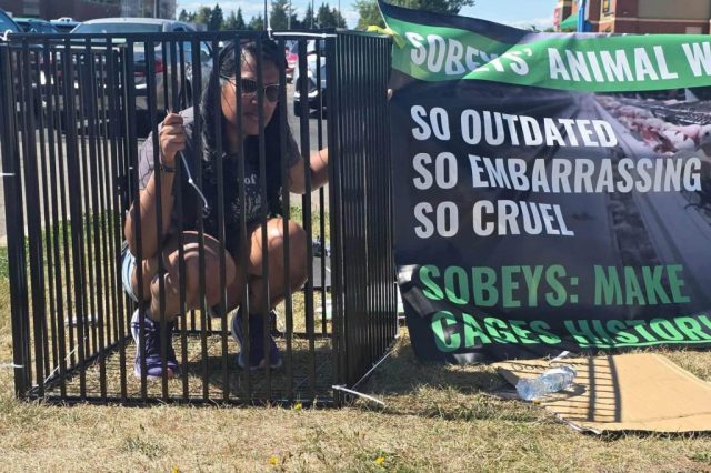 Demonstrators from Animal Justice showing that Canadians don’t support Sobeys’ cage cruelty.