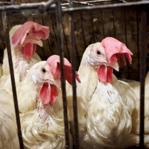 Caged hens in Sobeys egg supplier