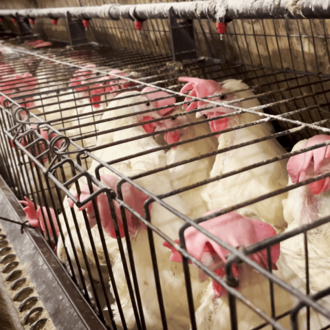 Caged hens at Sobeys egg supplier.