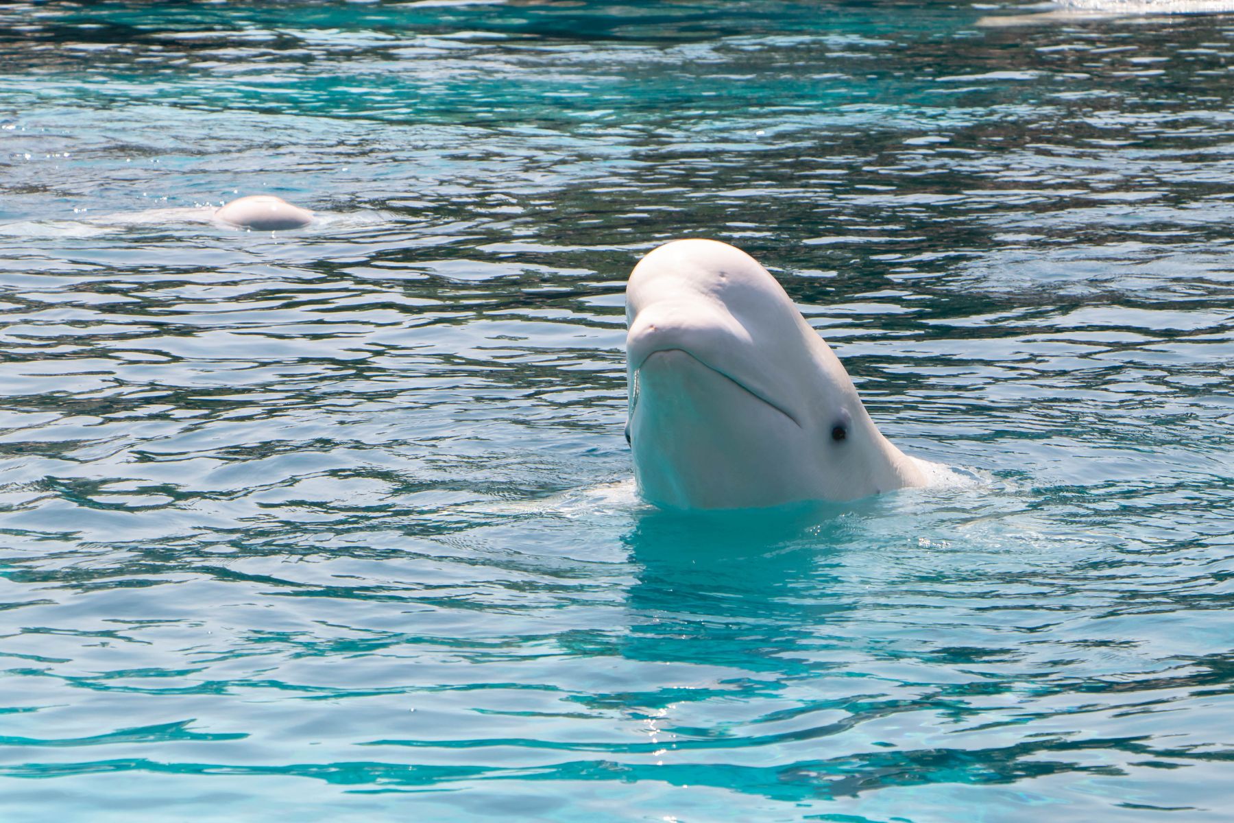 Beluga in tank at Marineland.