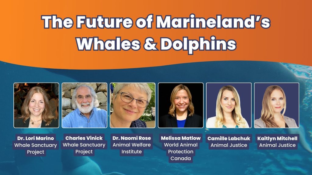 Charles Vinick — Whale Sanctuary Project Dr. Lori Marino — Whale Sanctuary Project Camille Labchuk — Animal Justice Kaitlyn Mitchell — Animal Justice Melissa Matlow — World Animal Protection Canada Dr. Naomi Rose — Animal Welfare Institute