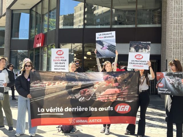 IGA/Sobeys protest in Montreal.