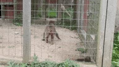 A small macaque monkey paces in circles.