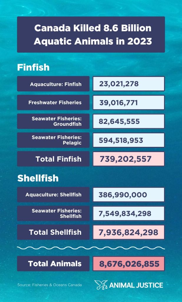 Infographic titled “Canada Killed 8.6 Billion Aquatic Animals in 2023,” created by Animal Justice. It shows Fisheries and Oceans Canada data revealing that 739 million finfish and 7.9 billion shellfish were killed in 2023. Finfish deaths include aquaculture (23 million), freshwater fisheries (39 million), seawater groundfish (82 million), and seawater pelagic fish (595 million). Shellfish deaths include aquaculture (387 million) and seawater shellfish (7.5 billion). The total number of aquatic animals killed for food in Canada in 2023 is 8,676,026,855. Background features ocean water texture with the Animal Justice logo.