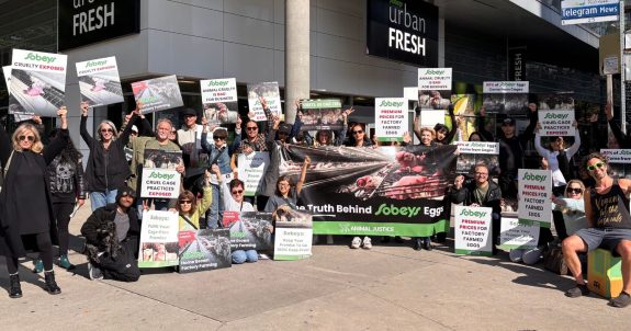 Join The Animal Justice Action Team!