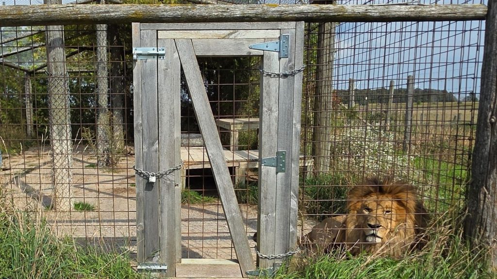 A male African lion looks out from his small, barren enclosure.