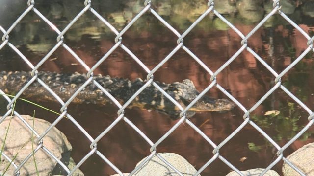 A lone alligator swims in apparently dirty water in a small enclosure. An alligator is visible through holes in the fence of their cage, swimming in apparently dirty water.