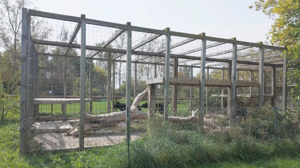 The enclosure appears very small and is lacking substantial enrichment.