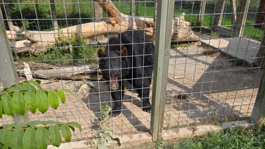 A black bear stares out of his barren, small, visibly dirty enclosure.