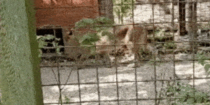 The lone caracal paces back and forth in her small cage without visible enrichment. A female caracal paces back and forth in her zoo enclosure.