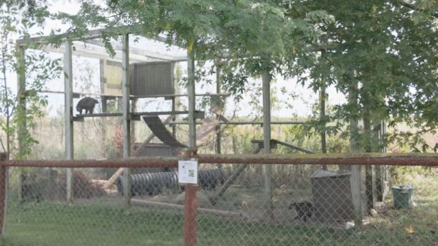 The coatimundis' enclosure appears to be very small. A very small zoo enclosure houses two coatimundis. There is minimal enrichment provided.