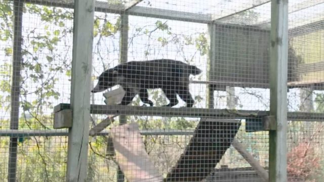 This male coatimundi reportedly chewed his tail off due to stress. A male coatimundi paces in his zoo enclosure.
