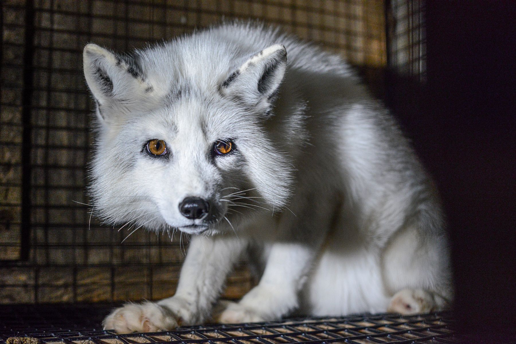 Fox in Quebec fur farm.