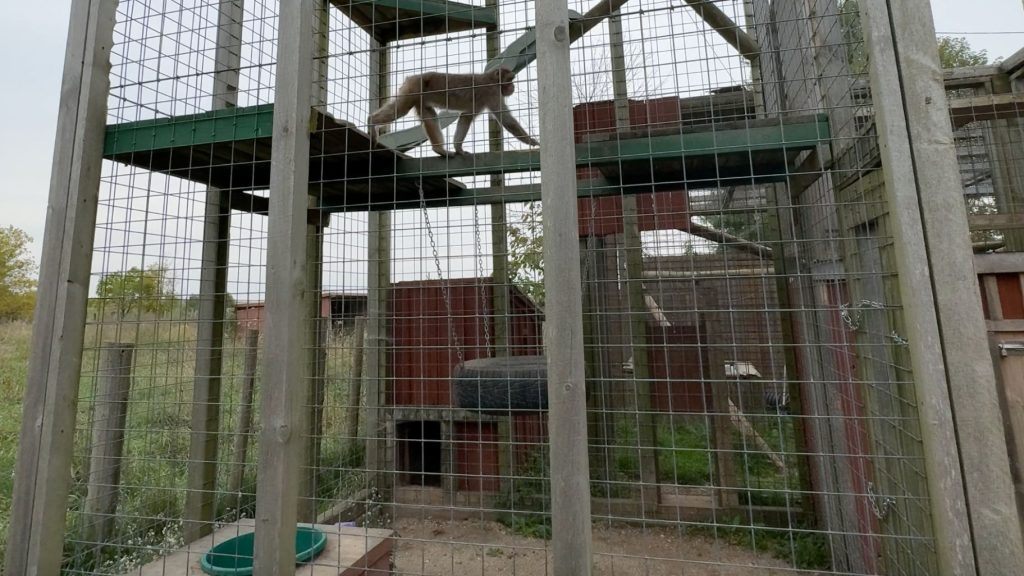 A small macaque monkey paces on platforms in their small, barren zoo enclosure.