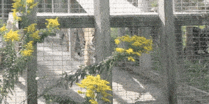 Two tigers pace back and forth in their small, barren enclosure.