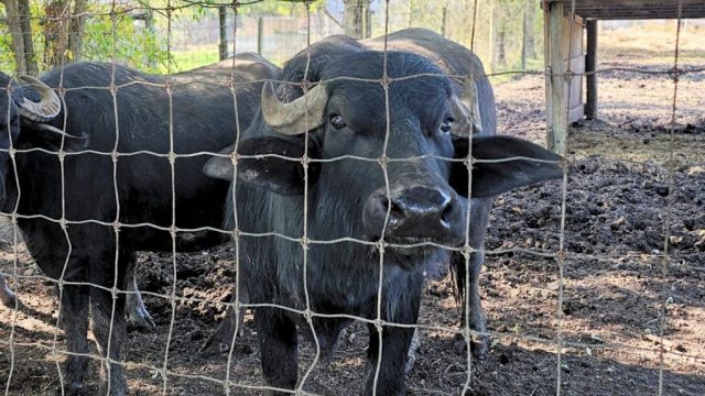 Water buffaloes stand in their muddy, bleak enclosure. Two water buffaloes look at the camera through the fence of their muddy, bleak zoo enclosure.