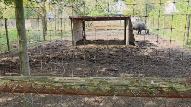 The water buffaloes' enclosure appears barren and lacking fresh water or vegetation. One water buffalo can be seen in a muddy, barren enclosure with only a single, makeshift shelter.