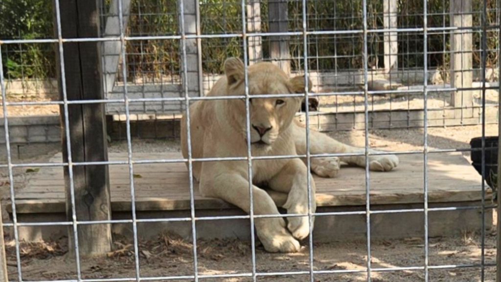 A female white lioness looks out from her barren, small enclosure.