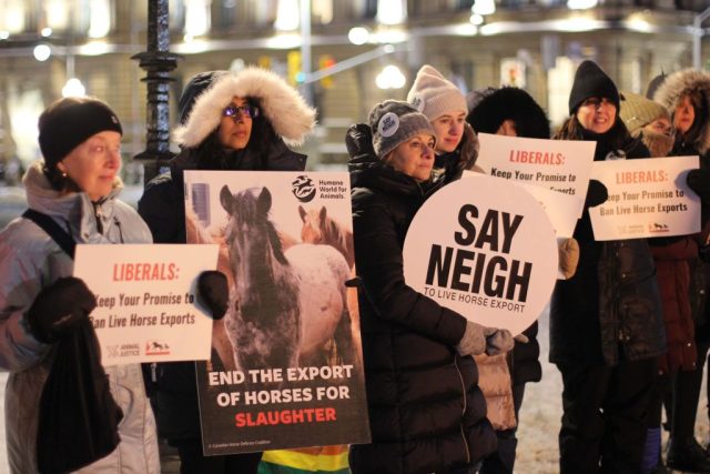 Canadian nationwide vigil for horses killed in live exports.