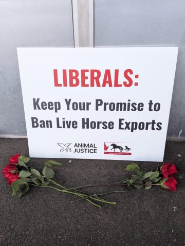 Canadian nationwide vigil for horses killed in live exports.