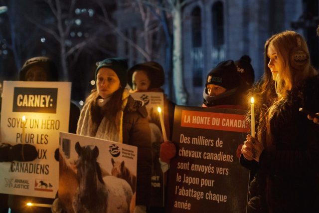 Canadian nationwide vigil for horses killed in live exports.