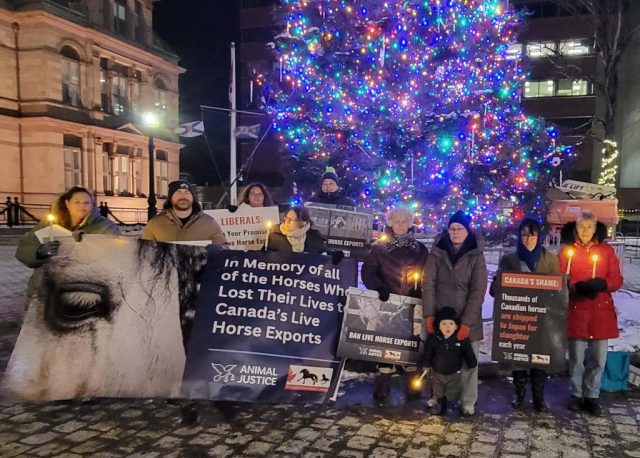 Canadian nationwide vigil for horses killed in live exports.