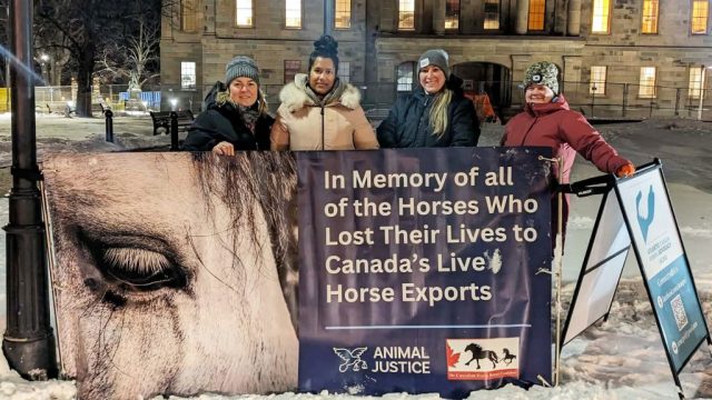 Canadian nationwide vigil for horses killed in live exports.